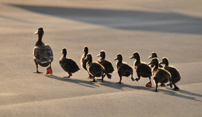 leadership
