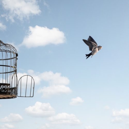 Bird flying away out of an open birdcage. Blue sky background with clouds and the sun.